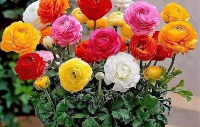 室內養(yǎng)花有哪些注意事項？