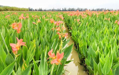 水生植物生態(tài)作用是什么？