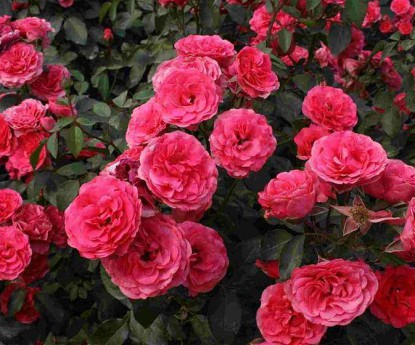 豐花月季