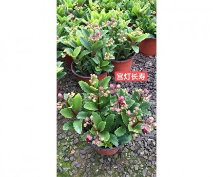 宮燈長(zhǎng)壽