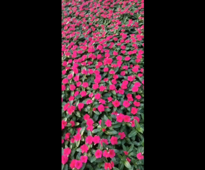 時(shí)令草花 - 長春花
