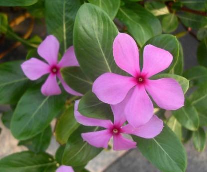 長春花