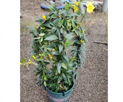 法國(guó)香水藤