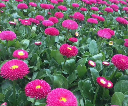 雛菊