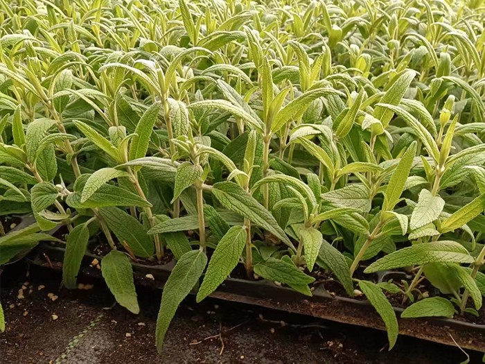 墨西哥鼠尾草（穴盤苗）