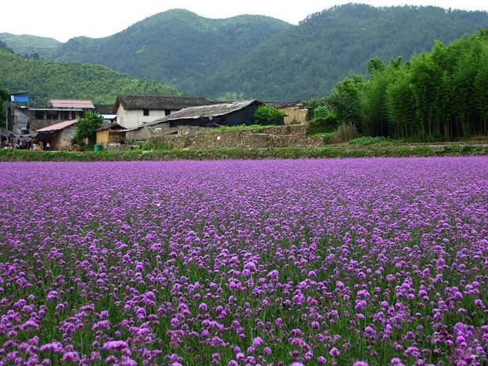 柳葉馬鞭草花海