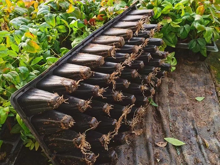 火焰南天竹（穴盤苗）