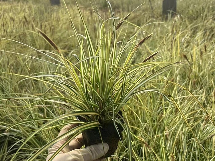 金葉苔草