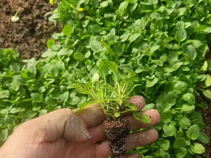 角堇（穴盤苗）