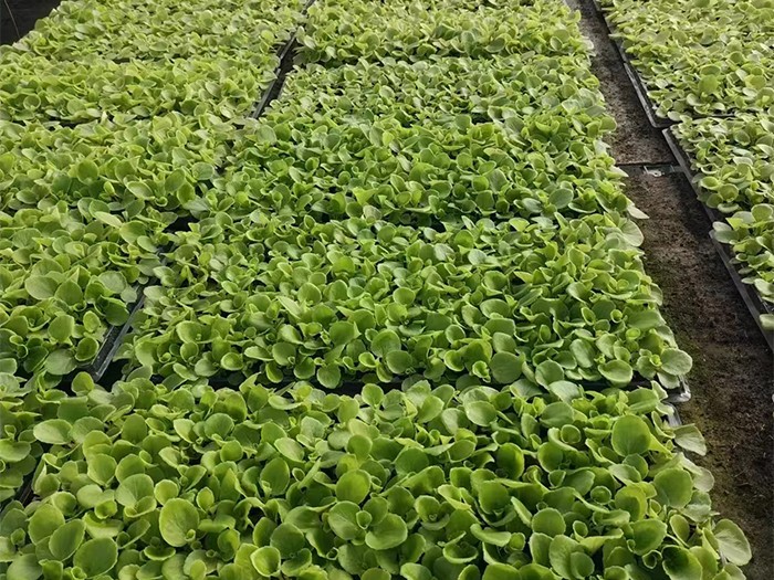 四季海棠:綠葉（穴盤苗）