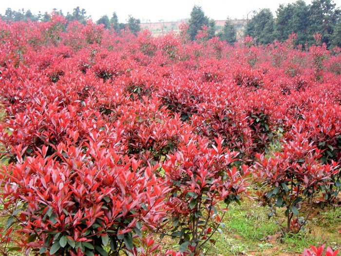 紅葉石楠