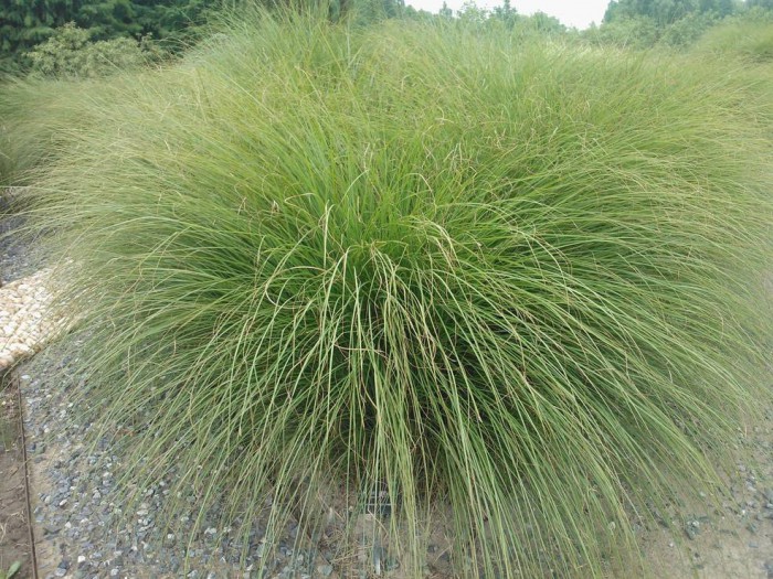 細葉芒