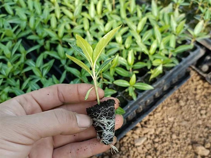 長(zhǎng)春花(穴盤苗)