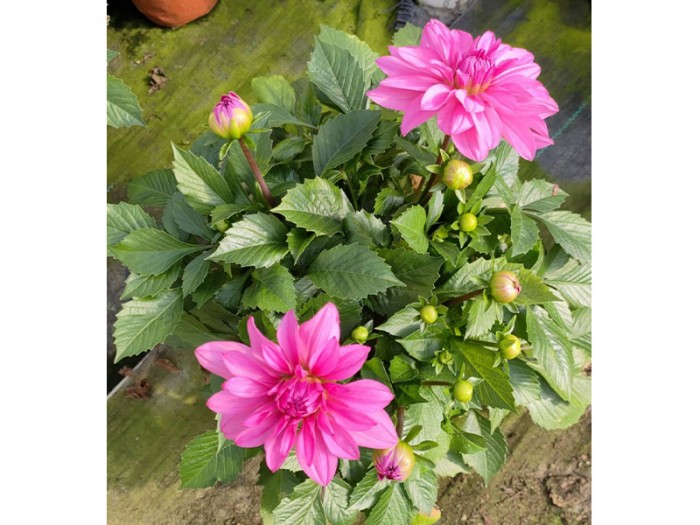 小麗花