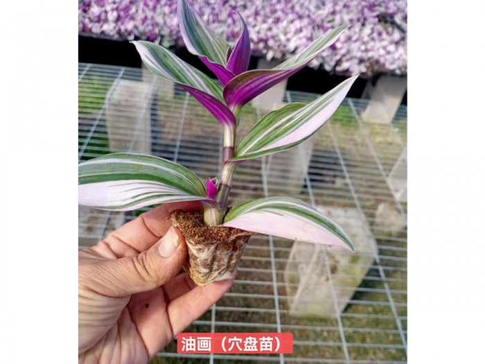 油畫(穴盤苗)