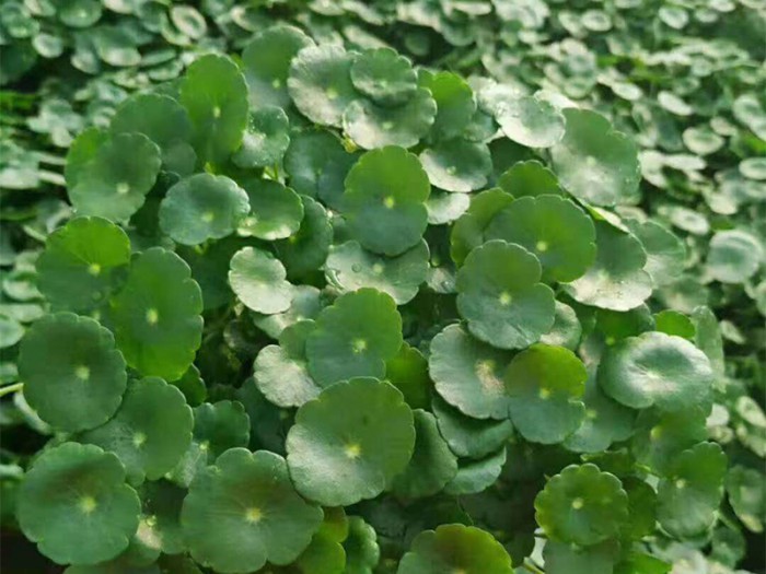 銅錢草