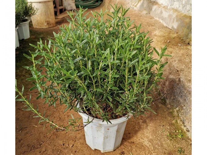 迷迭香大盆